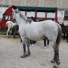 fiera animali 2015