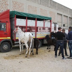 fiera animali 2015