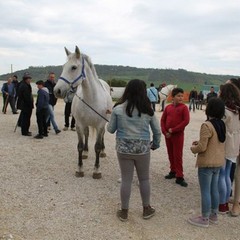 fiera animali 2015