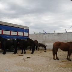 fiera animali 2015