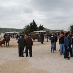 fiera animali 2015