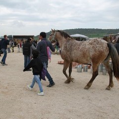 fiera animali 2015