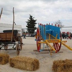 fiera animali 2015