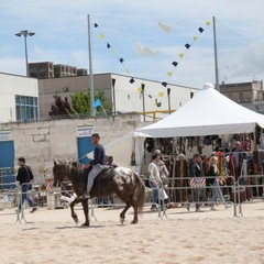 Fiera animali