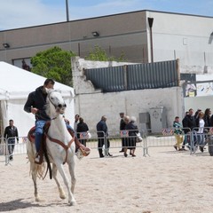 Fiera animali