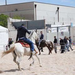 Fiera animali