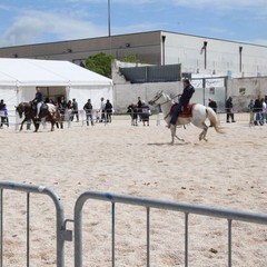 Fiera animali