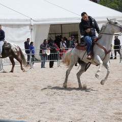 Fiera animali