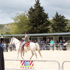 Fiera animali