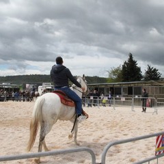 Fiera animali