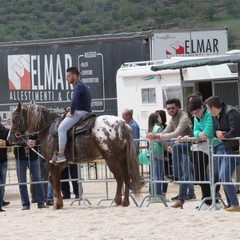 Fiera animali