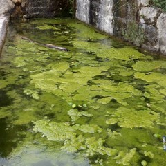 fontana