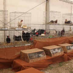 Fiera animali