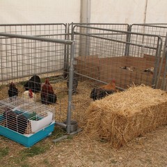 Fiera animali