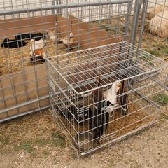 Fiera animali