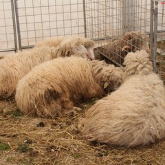 Fiera animali