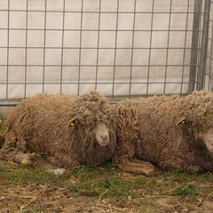 Fiera animali