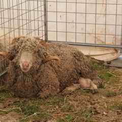 Fiera animali