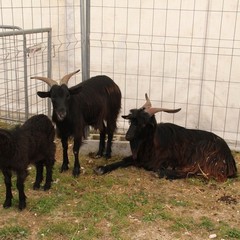 Fiera animali