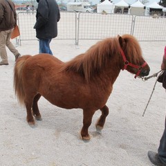 Fiera animali