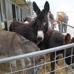 Fiera animali