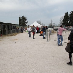 Fiera animali