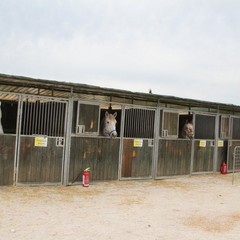 Fiera animali