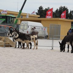 Fiera animali