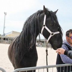 Fiera animali