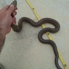 serpente 1