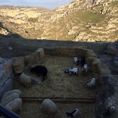 presepe vivente