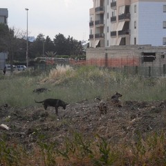 Periferia