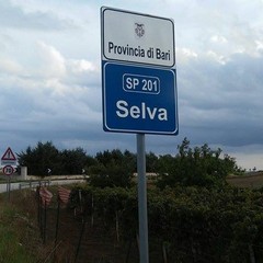 selva6