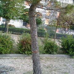 Atti vandalici in Pineta Comunale