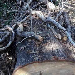 Atti vandalici Bosco Difesa Grande