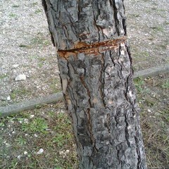 Atti vandalici in Pineta Comunale