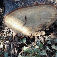 Atti vandalici Bosco Difesa Grande