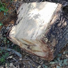 Atti vandalici Bosco Difesa Grande