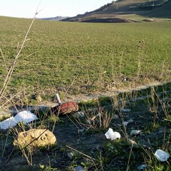 In aperta campagna, pecore al pascolo tra i rifiuti