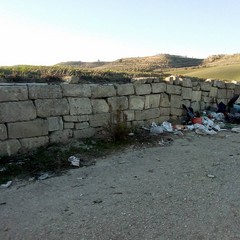 In aperta campagna, pecore al pascolo tra i rifiuti