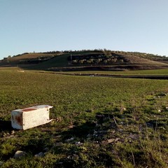 In aperta campagna, pecore al pascolo tra i rifiuti