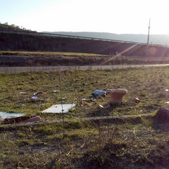 In aperta campagna, pecore al pascolo tra i rifiuti