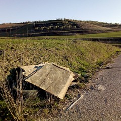 In aperta campagna, pecore al pascolo tra i rifiuti