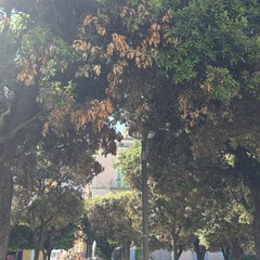 alberi villa
