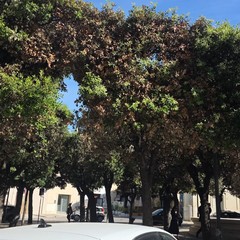 alberi villa