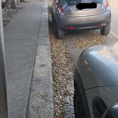 alberi villa