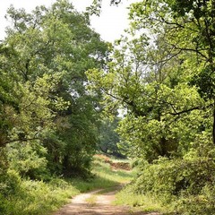 bosco comunale