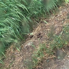 deiezioni canine e inciviltà