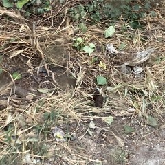 deiezioni canine e inciviltà