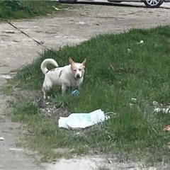 deiezioni canine e inciviltà